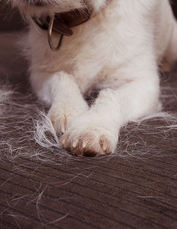Fur-Free Pet Grooming Gloves